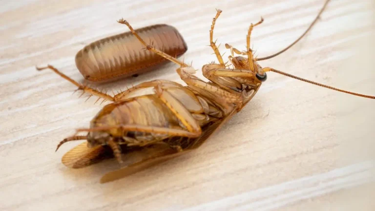 Jak wyglądają prusaki?