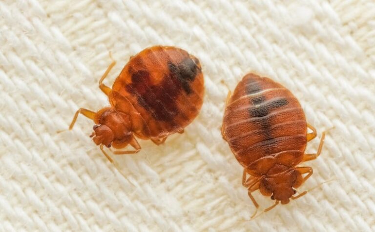 Jakie owady można znaleźć w łóżku? Pluskwy, roztocza, pchły – poznaj ukrytych intruzów